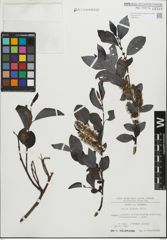 Foto von Salix glabra Scop.